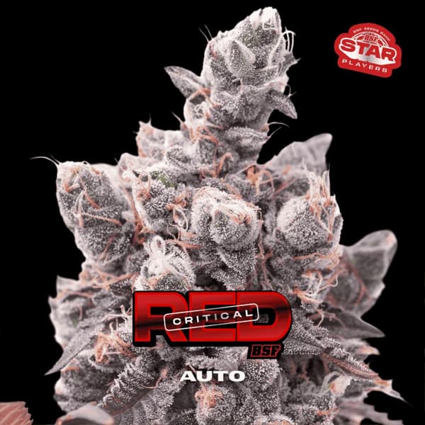Red Critical Auto Samen > BSF Seeds | Autoflowering Hanfsamen  |  Indica